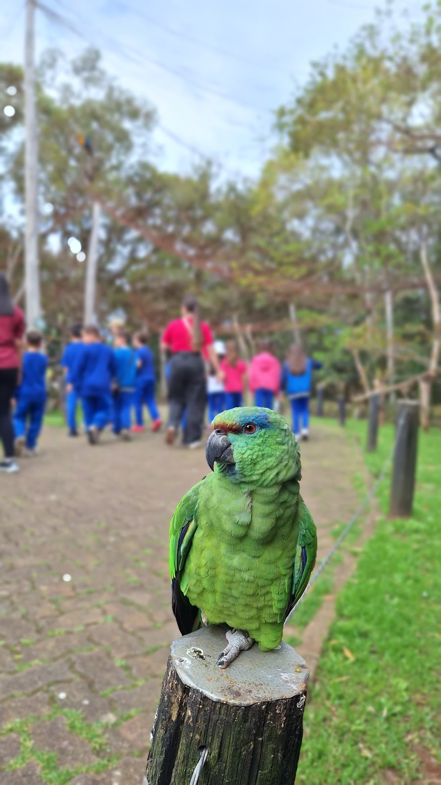 Foto real de Gramado Zoo
