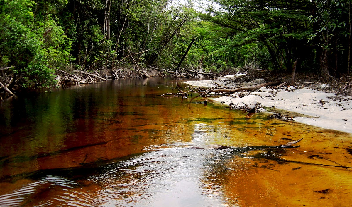 Foto real de Rio Negro