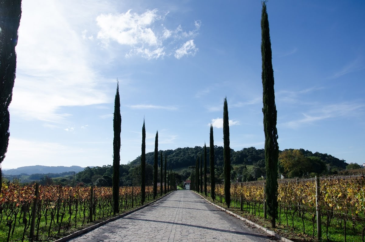 Foto real de Vinicola Almaúnica