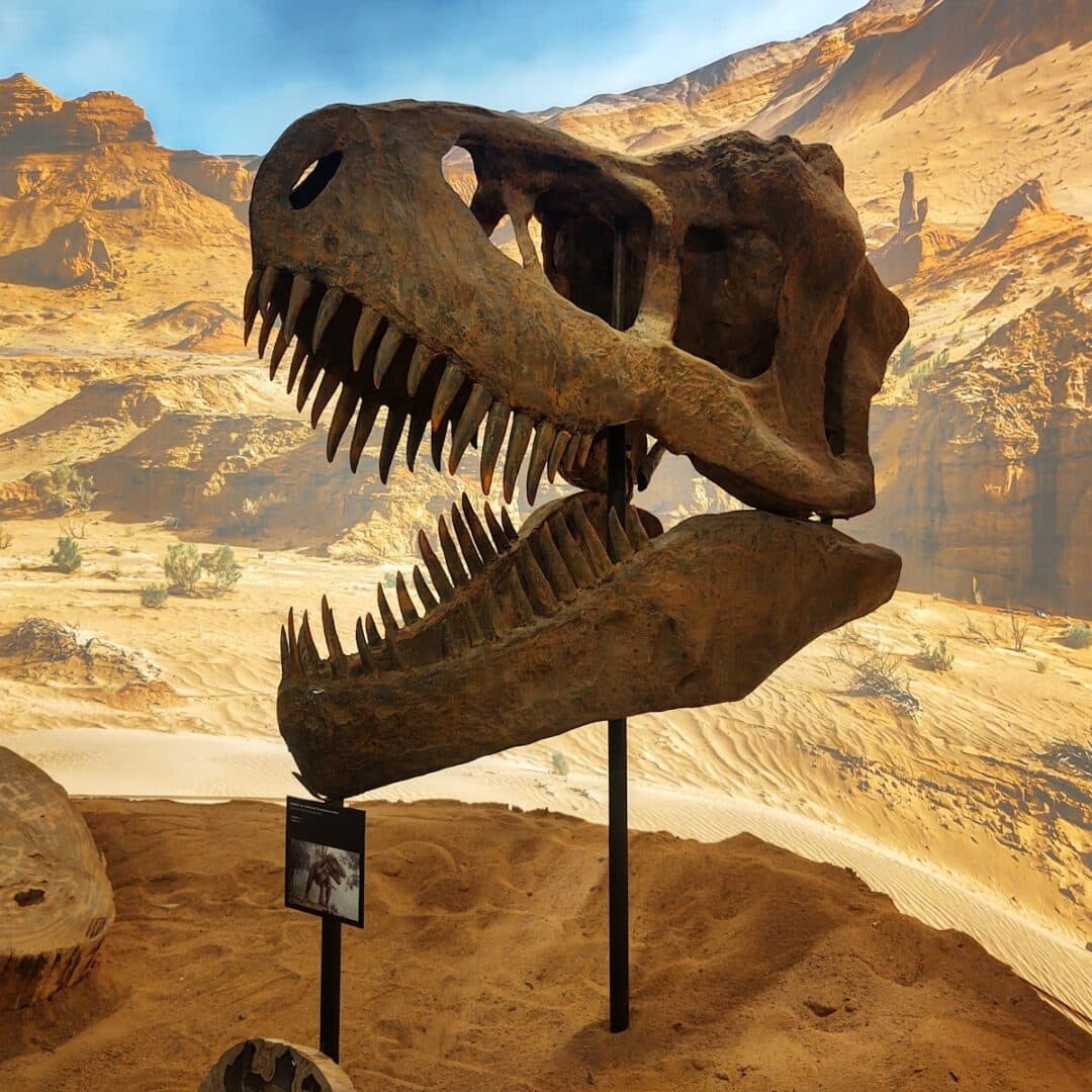 Foto real de Museu do Paleontologia