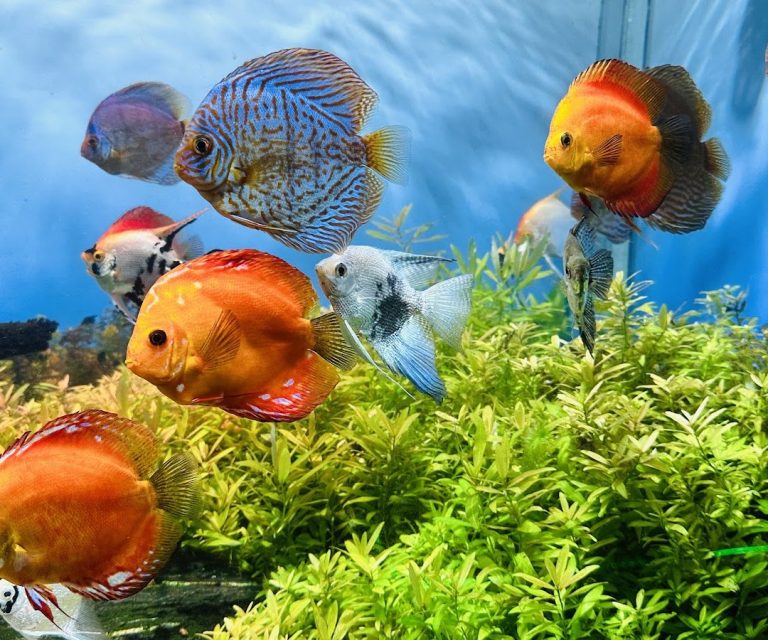 Oceanic Aquarium Balneário Camboriú