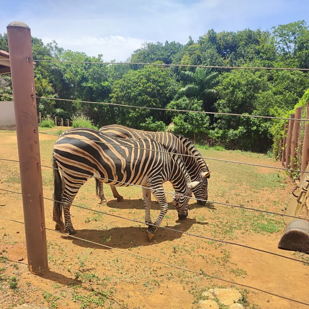 Foto real de Parque Zoobotânico Getúlio Vargas
