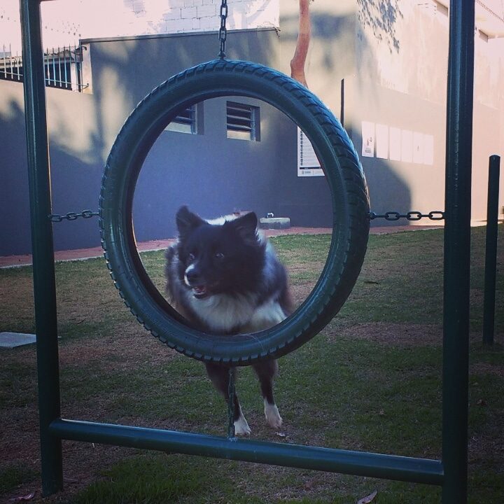 Foto real de Cachorródromo BC