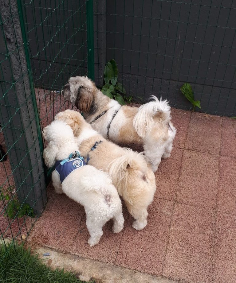 Foto real de Cachorródromo BC
