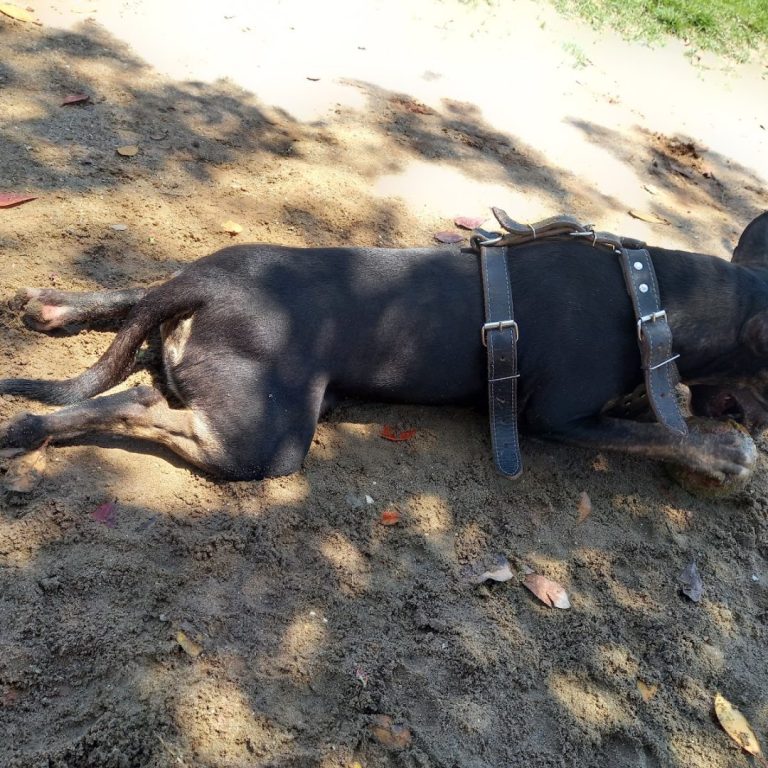 Foto real de Cachorródromo BC