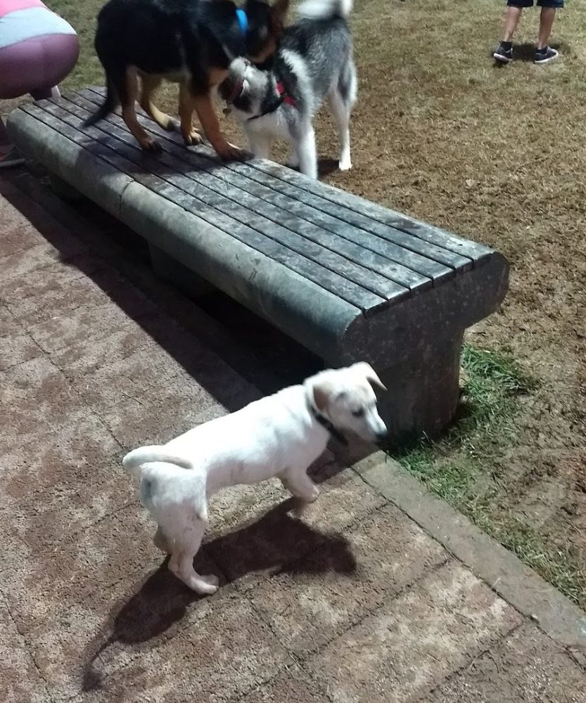 Foto real de Cachorródromo BC