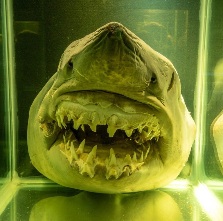 Foto real de Museu Oceanográfico Univali