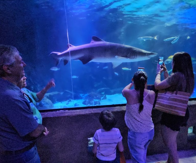 Foto real de Oceanic Aquarium