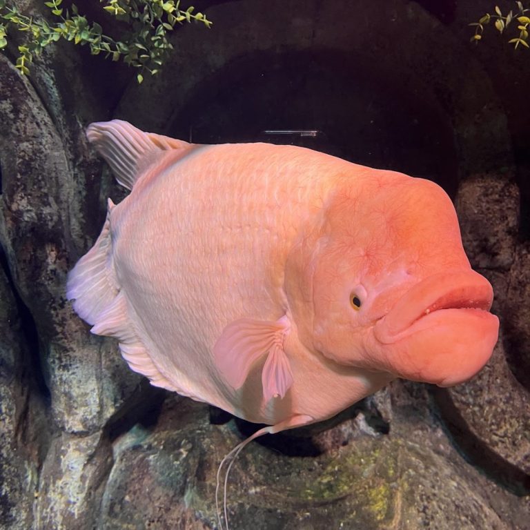 Foto real de Oceanic Aquarium