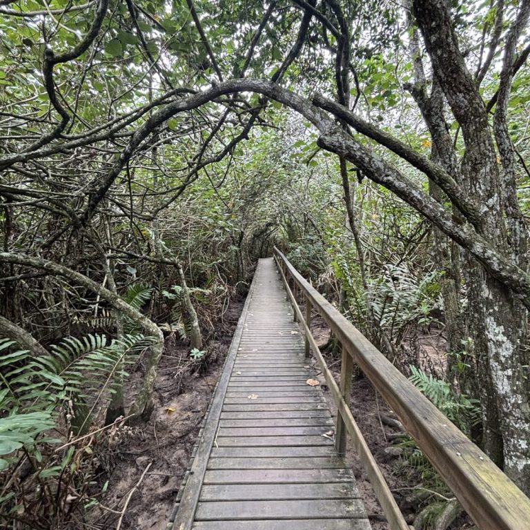 Foto real de Parque Ecológico Raimundo Gonçález Malta