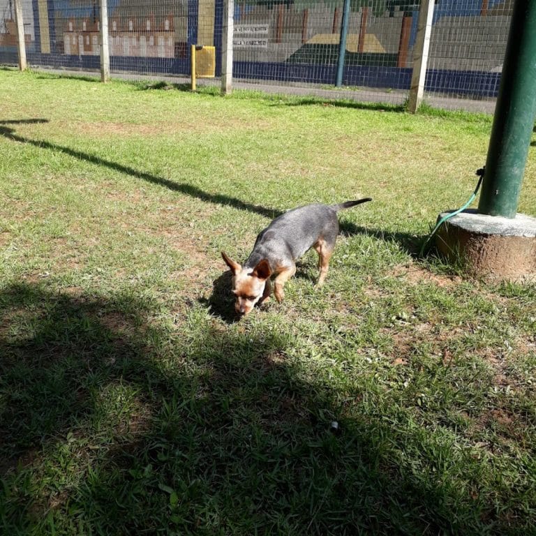 Parque das Famílias Parcão BC